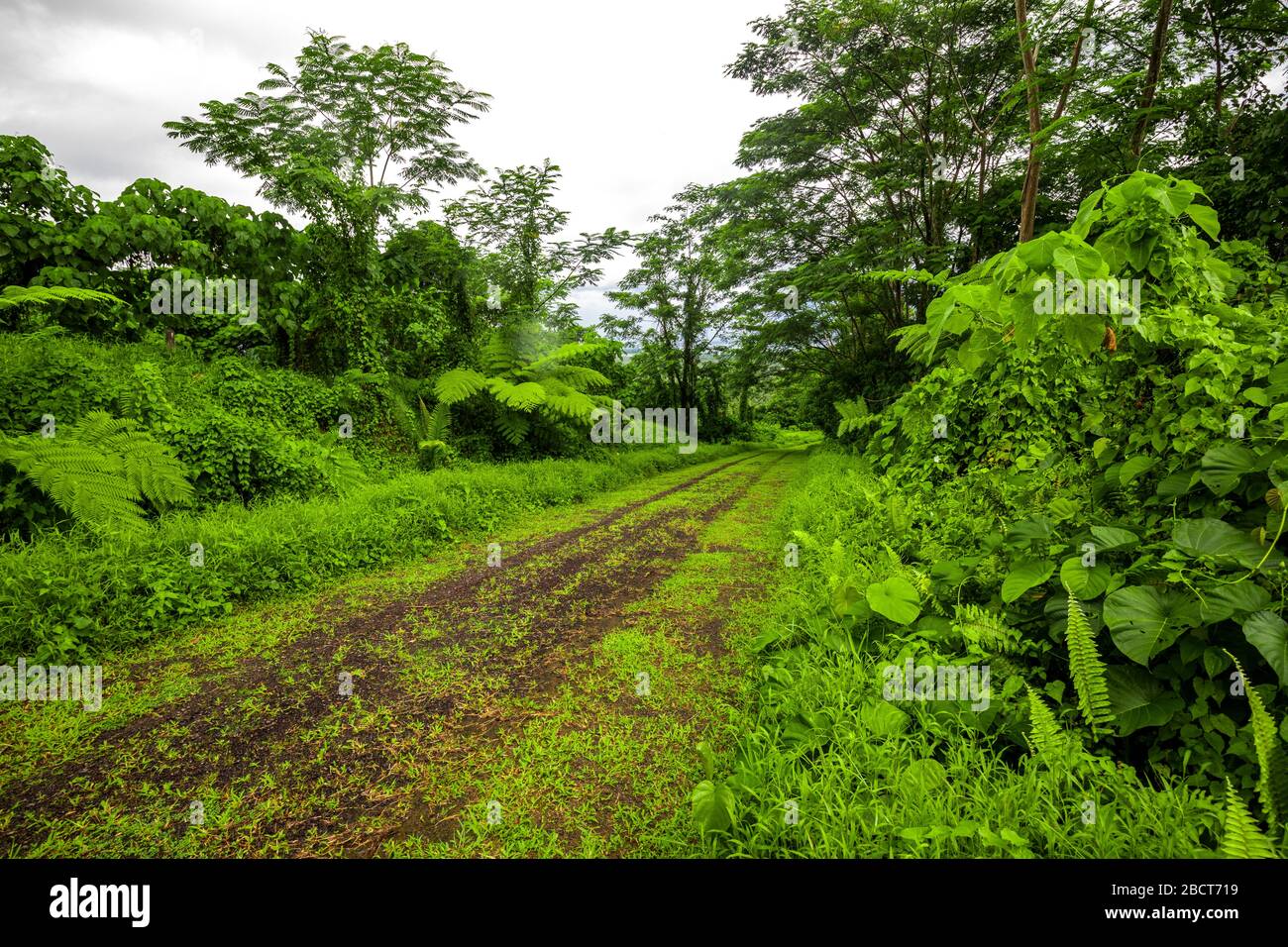 Tropical dense hi-res stock photography and images - Alamy