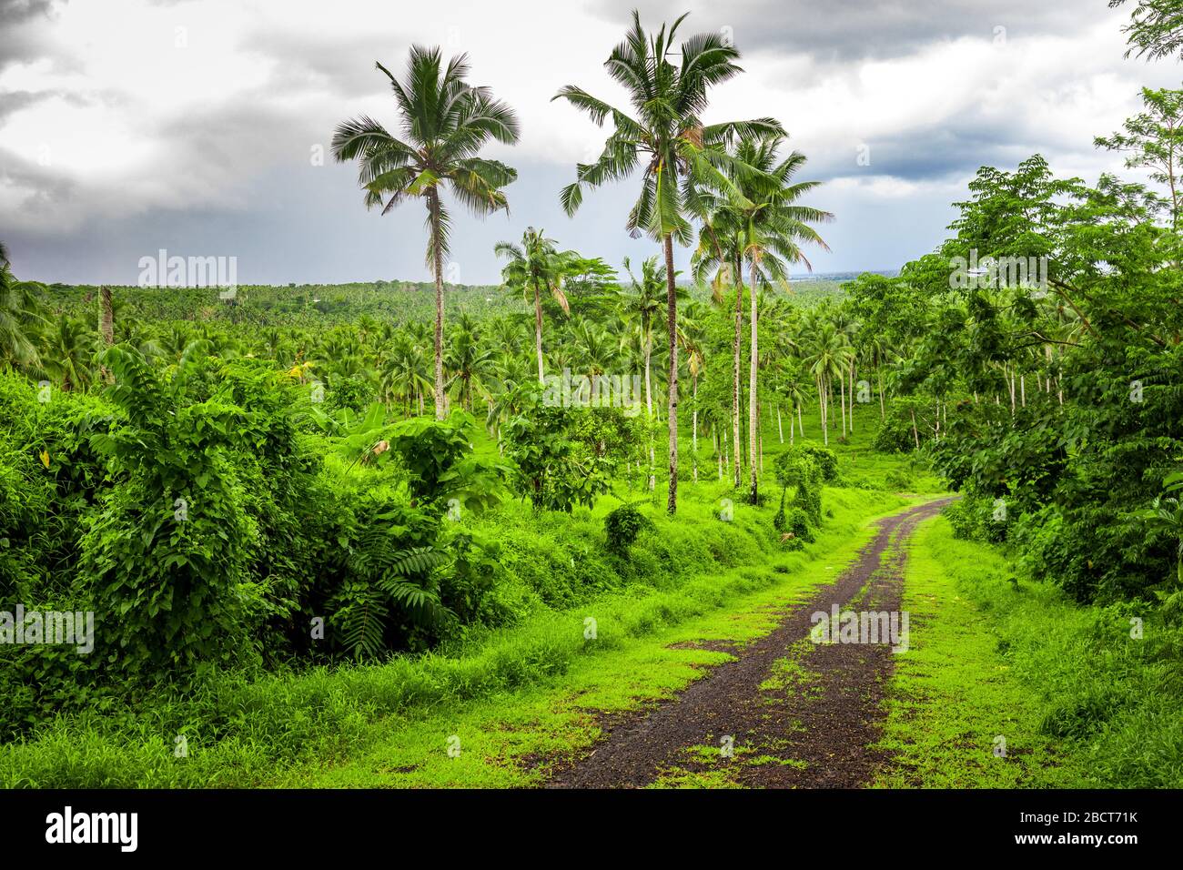 Tropical dense hi-res stock photography and images - Alamy