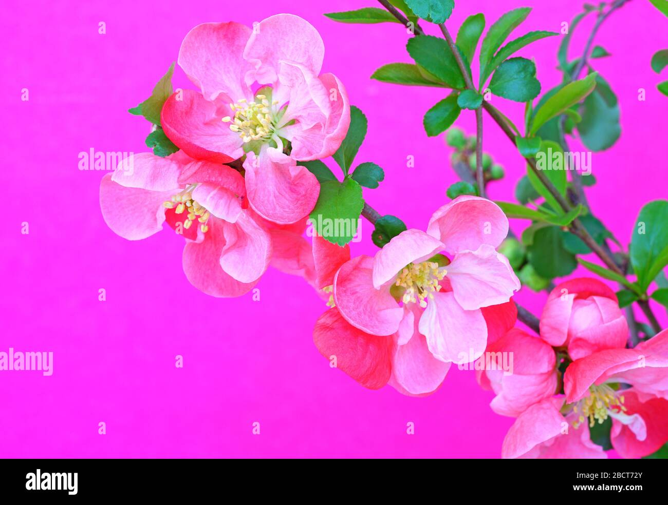 Red orange blooms of flowering quince chaenomeles shrub Stock Photo