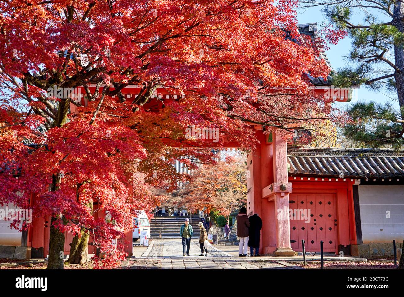 Huge tree with red leaves near the entrance to the temple Stock Photo ...