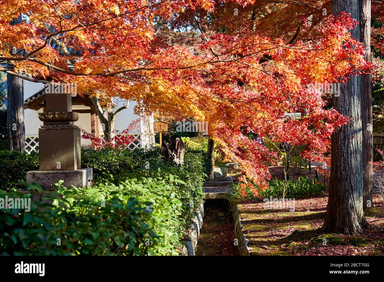 Red leaves are falling on the path Stock Photo