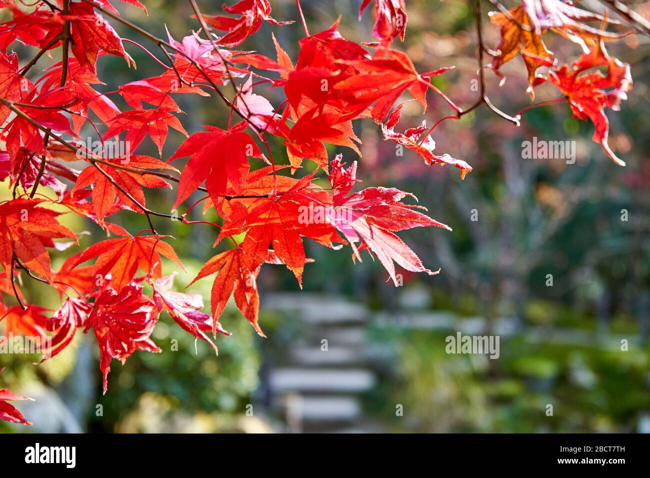 Red tropical leaves hi-res stock photography and images - Alamy