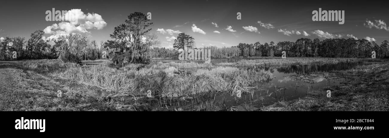 Landscape plants in southern Black and White Stock Photos & Images - Alamy