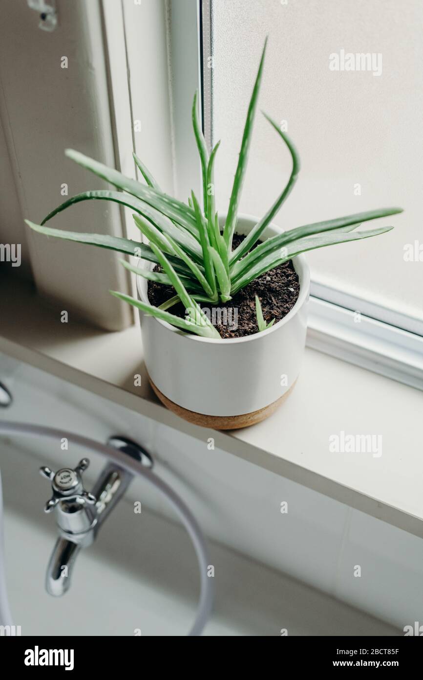 Aloe vera plants in bathroom. Background with free space Stock Photo ...