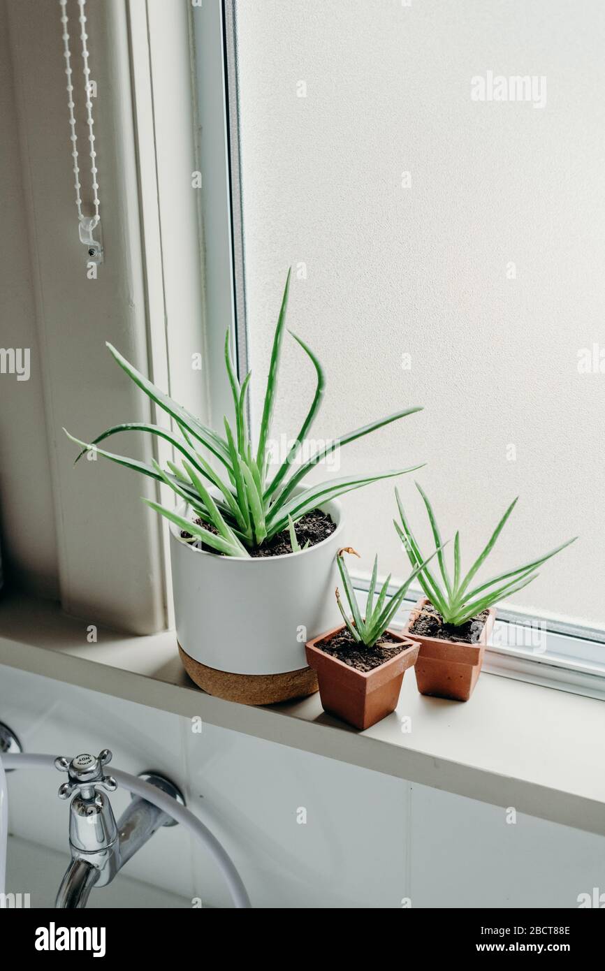 Aloe vera plants in bathroom. Background with free space Stock Photo - Alamy