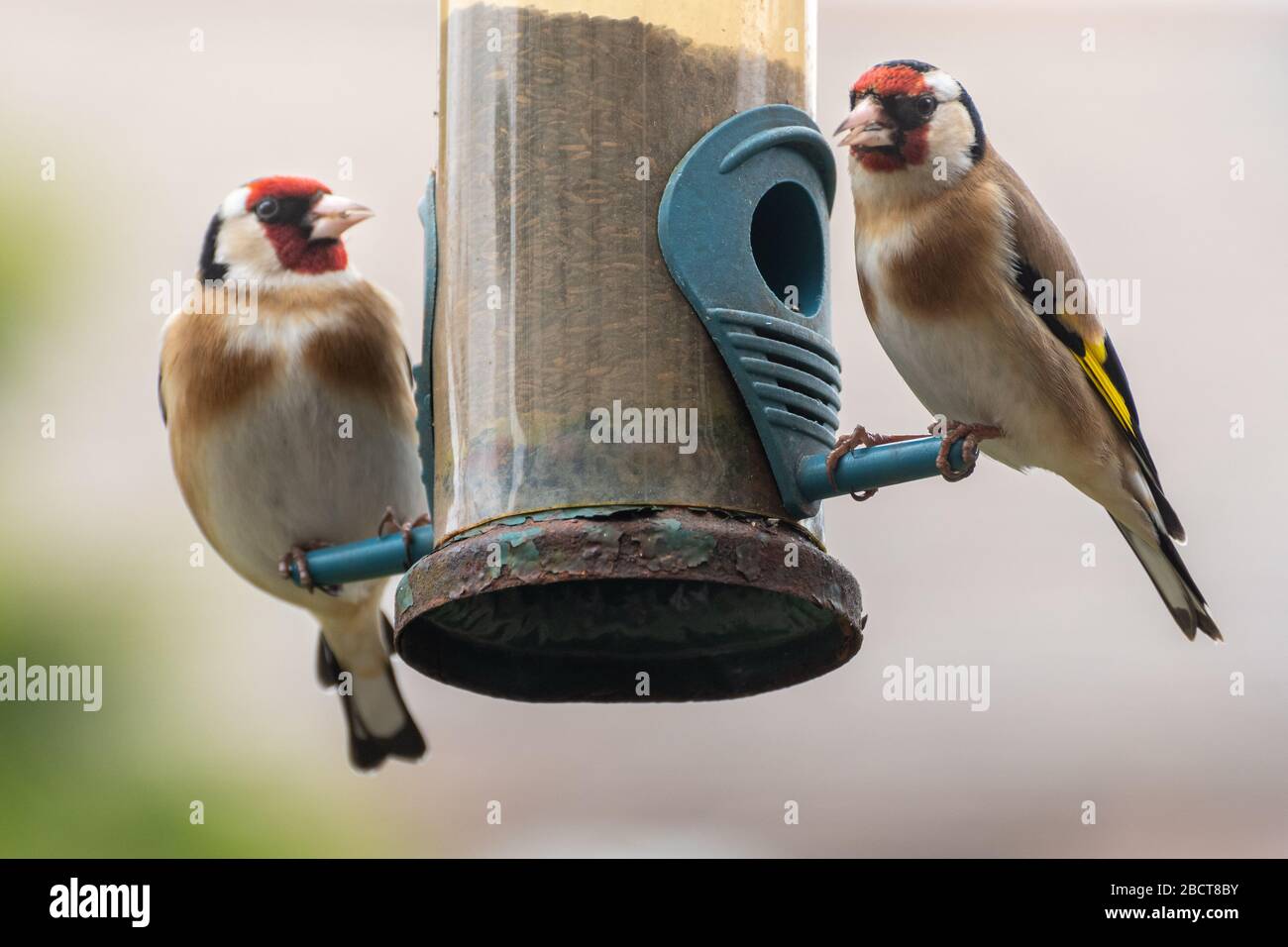 Two goldfinches (Carduelis carduelis), colourful garden birds feeding on nyger seeds on a bird feeder, UK Stock Photo