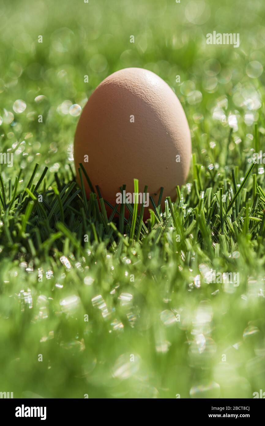Egg (symbol of Easter) on the grass Stock Photo Alamy
