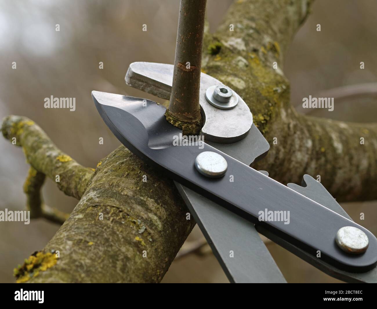 water shoot cutting of a fruit tree with a pruning shear, close up Stock Photo