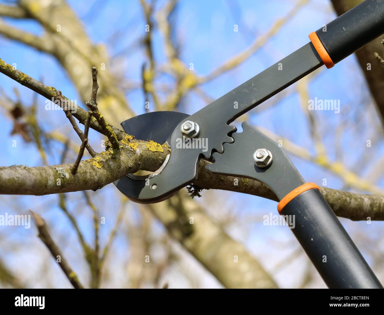 pruning of tree with a anvil looper against blue sky Stock Photo