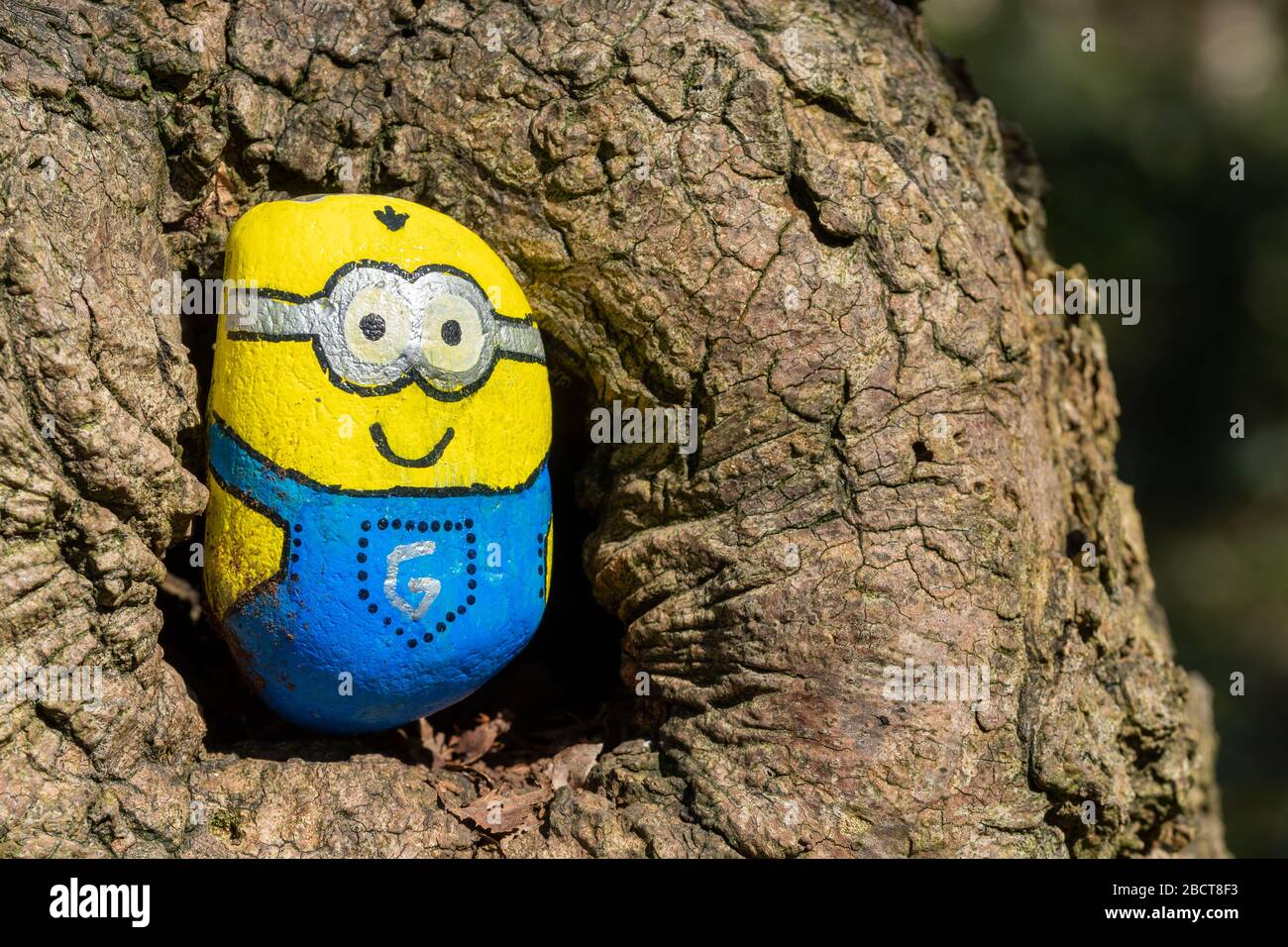 The kindness rocks project, a pebble painted as one of the minions characters (Bob) from the Despicable Me movie franchise, in a tree hole, UK Stock Photo