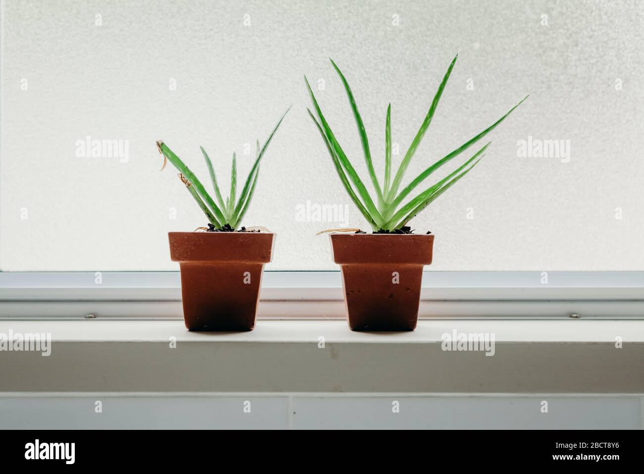 Aloe vera plants in bathroom. Background with free space Stock Photo - Alamy