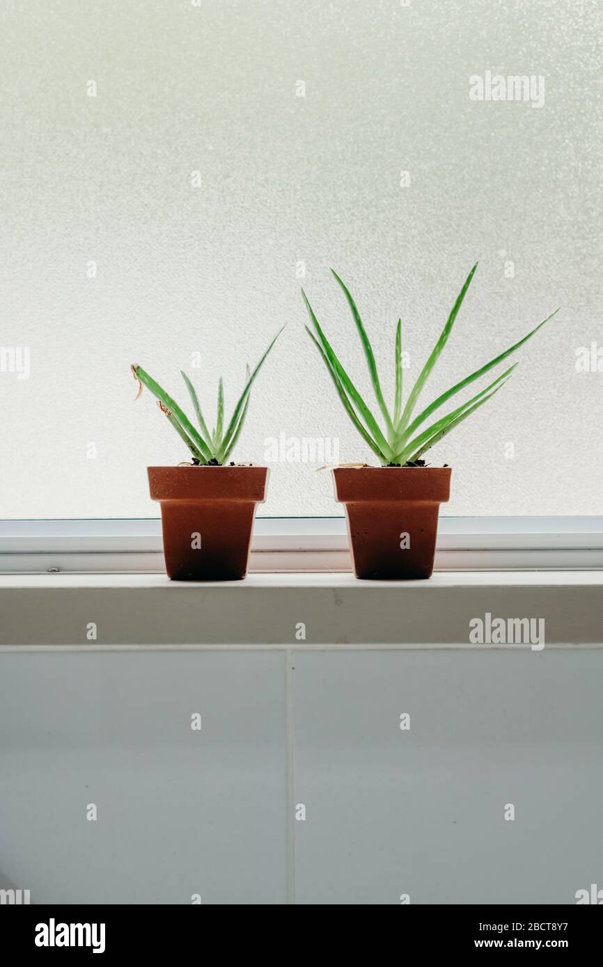 Aloe vera plants in bathroom. Background with free space Stock Photo - Alamy