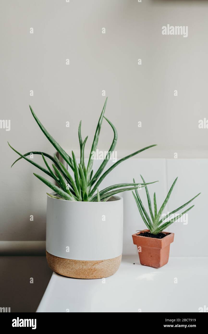 Aloe vera plants in bathroom. Background with free space Stock Photo - Alamy
