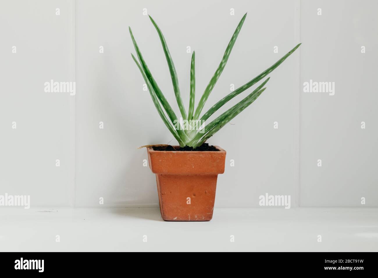 Aloe vera plants in bathroom. Background with free space Stock Photo ...