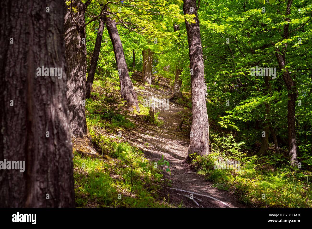 Green Forest Trail or Path for Hiking Stock Photo - Alamy