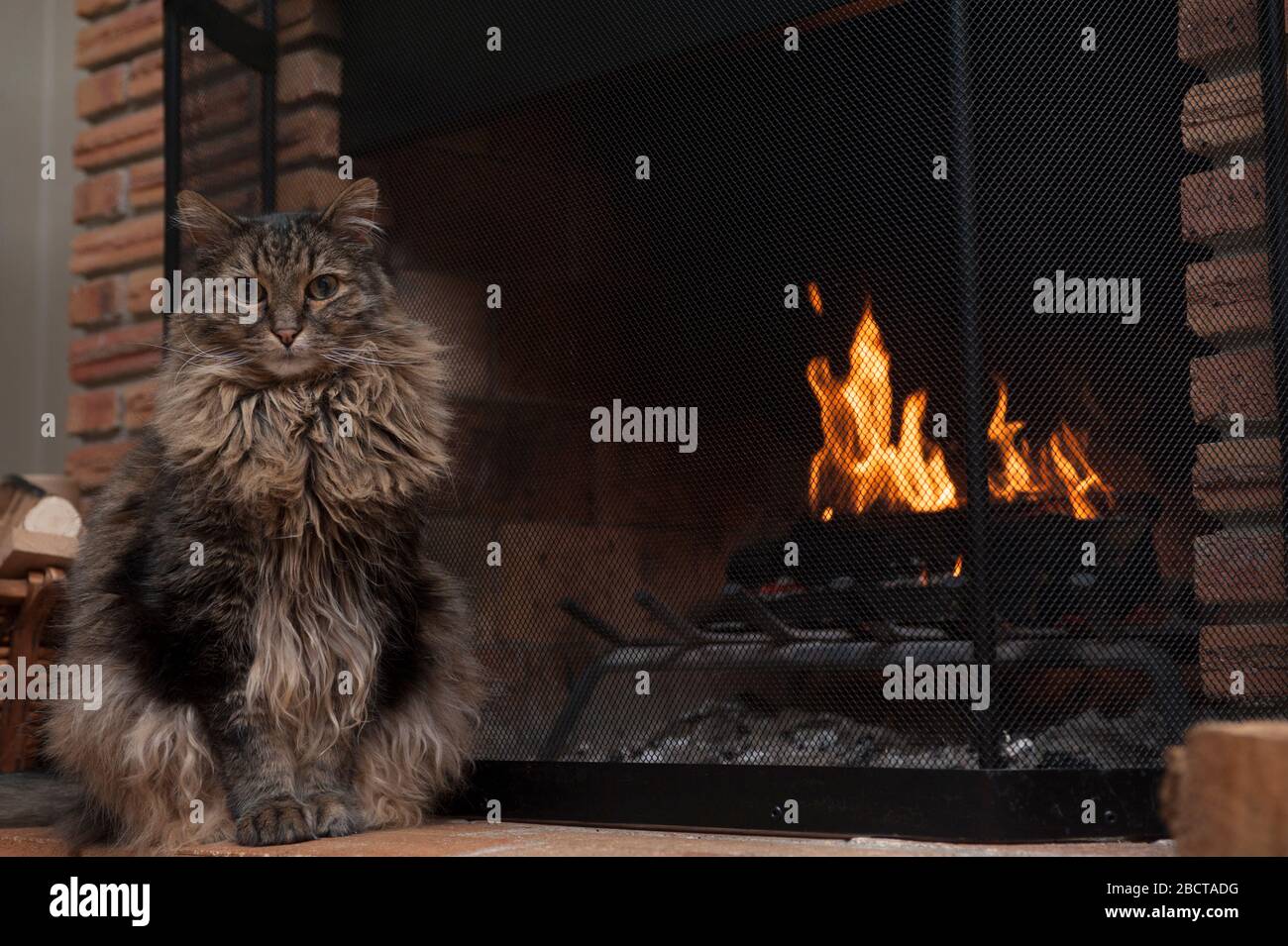 fluffy tabby cat sitting on fireplace hearth in front of fire Stock Photo