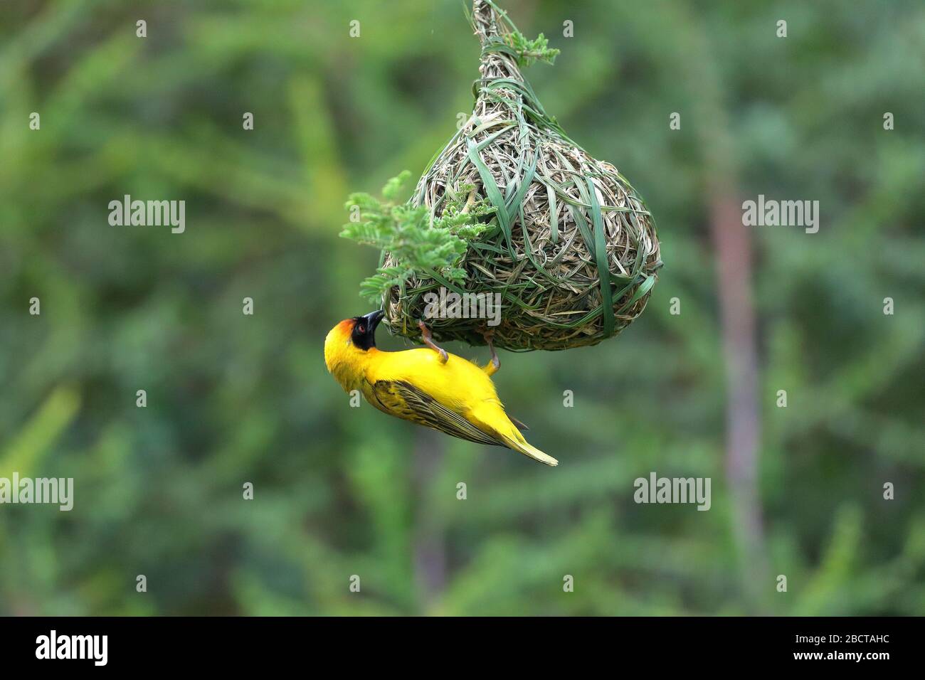 The southern masked weaver, or African masked weaver, is a resident breeding bird species common throughout southern Africa. Stock Photo