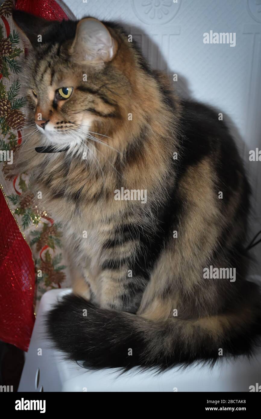 Cat Chat Maine Coon Stock Photo Alamy