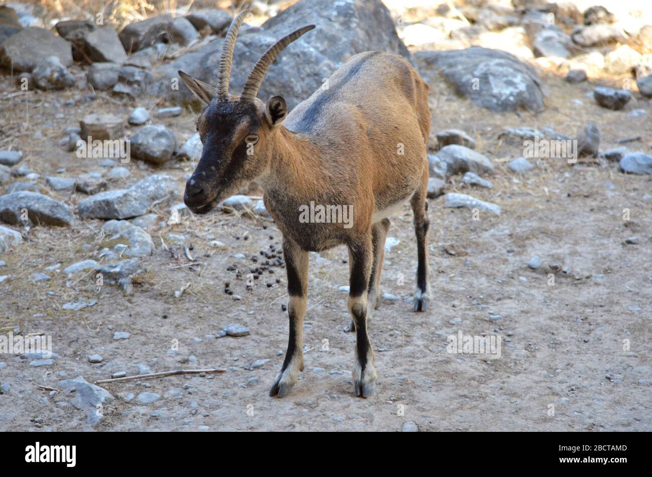 Kri Kir in Samaria Gorge Stock Photo