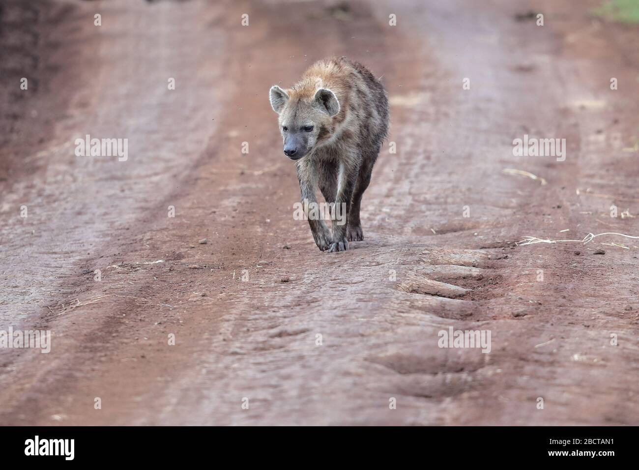 The spotted hyena, also known as the laughing hyena, is a hyena species
