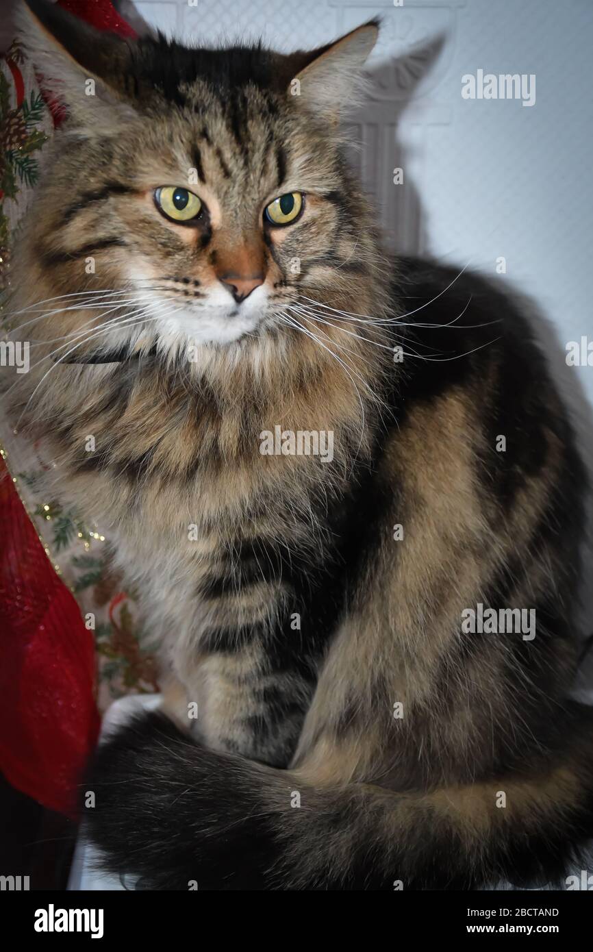 Cat Chat Maine Coon Stock Photo Alamy