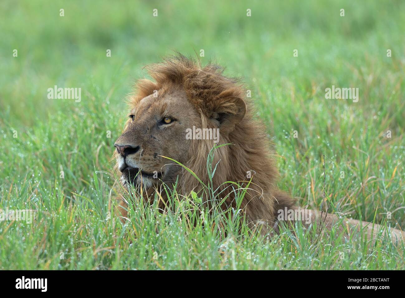 African lion species Lions are the most sociable of all big cats. They