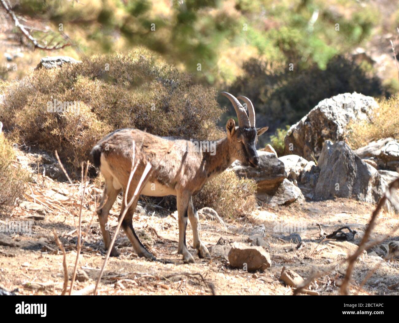Kri Kir in Samaria Gorge Stock Photo