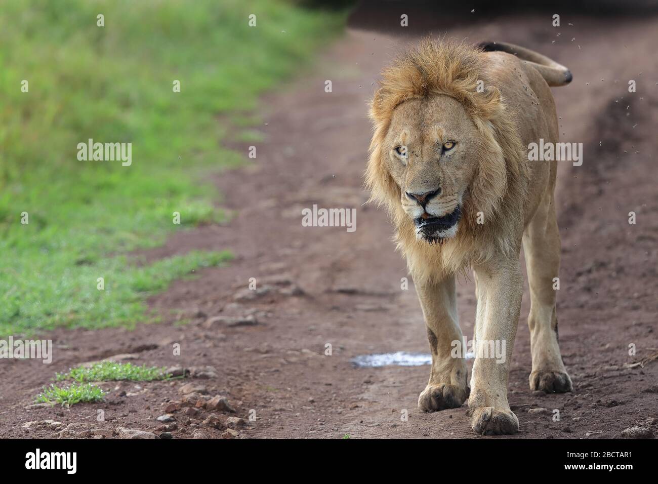 African lion species Lions are the most sociable of all big cats. They