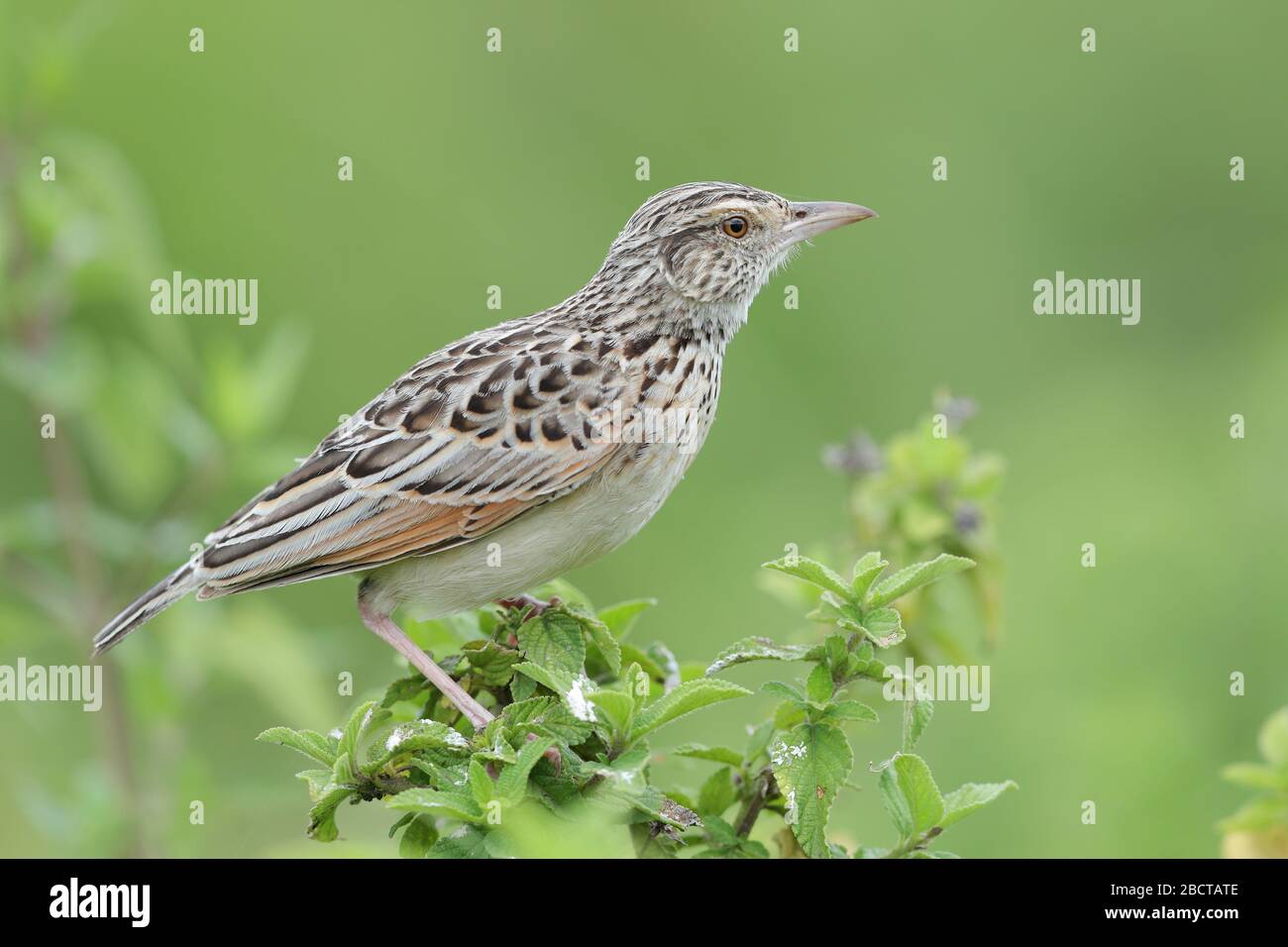 The rufous-naped lark or rufous-naped bush lark is a widespread and conspicuous species of lark in the lightly wooded grasslands and open savannas. Stock Photo