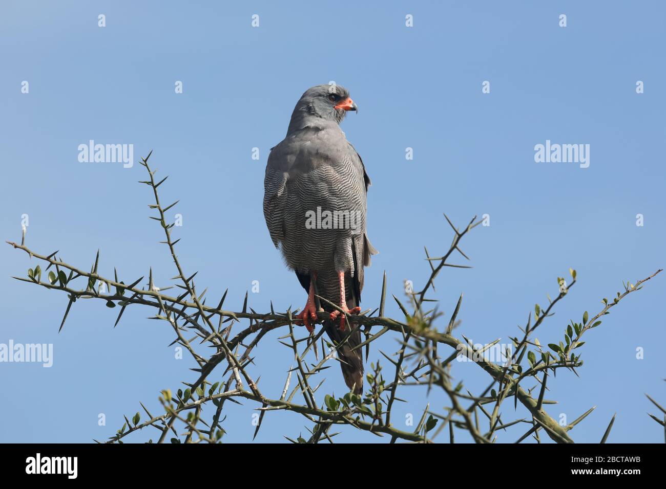 The dark chanting goshawk is a bird of prey in the family Accipitridae which is found across much of sub-Saharan Africa and southern Arabia. Stock Photo