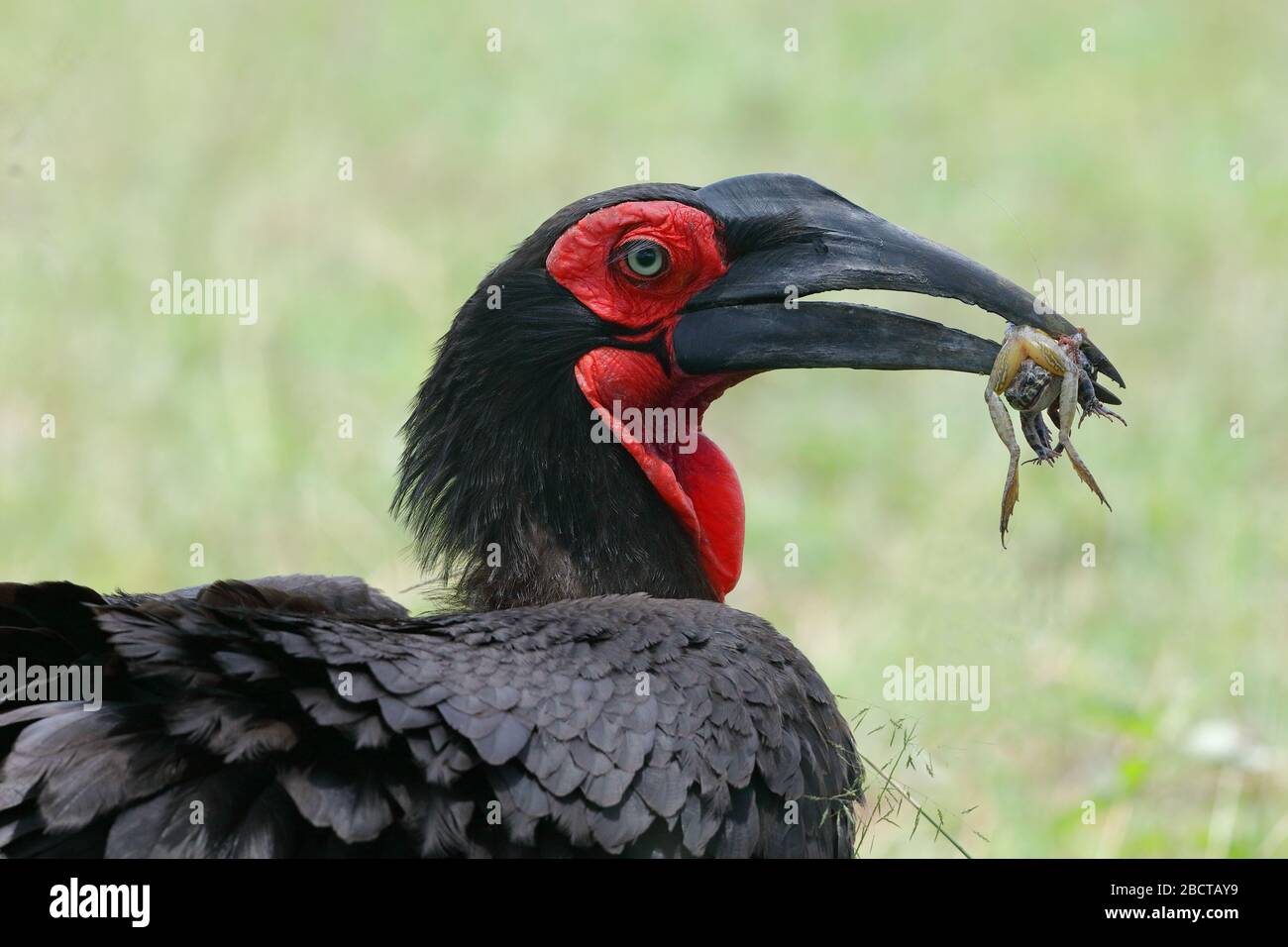 The southern ground hornbill, is one of two species of ground hornbill, which are both found solely within Africa, is the largest species of hornbill. Stock Photo