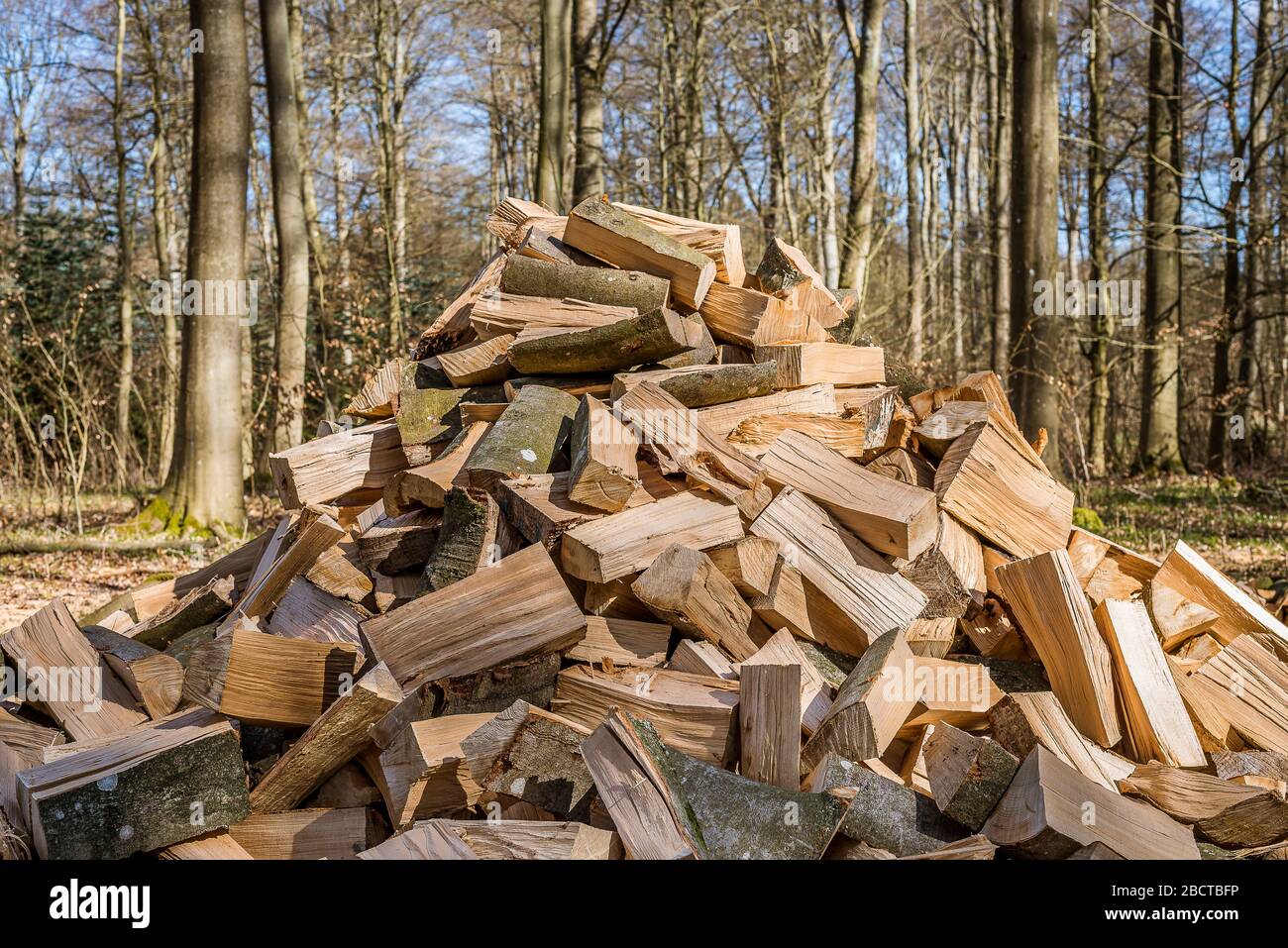 a pile of chopped beech firewood in the forest, Jaegerspris, Denmark, April 1, 2020 Stock Photo