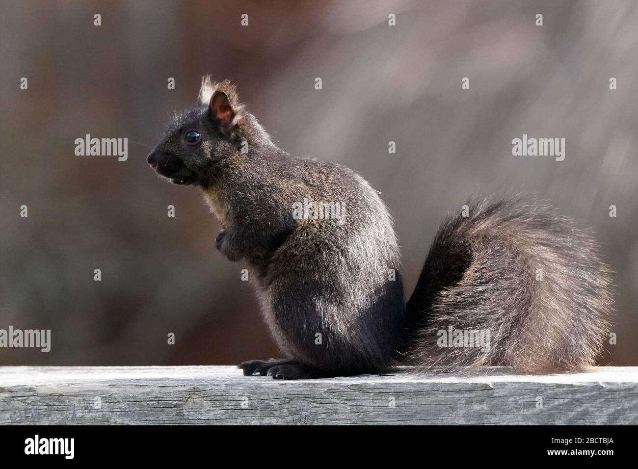 Black and grey squirrels Stock Photo