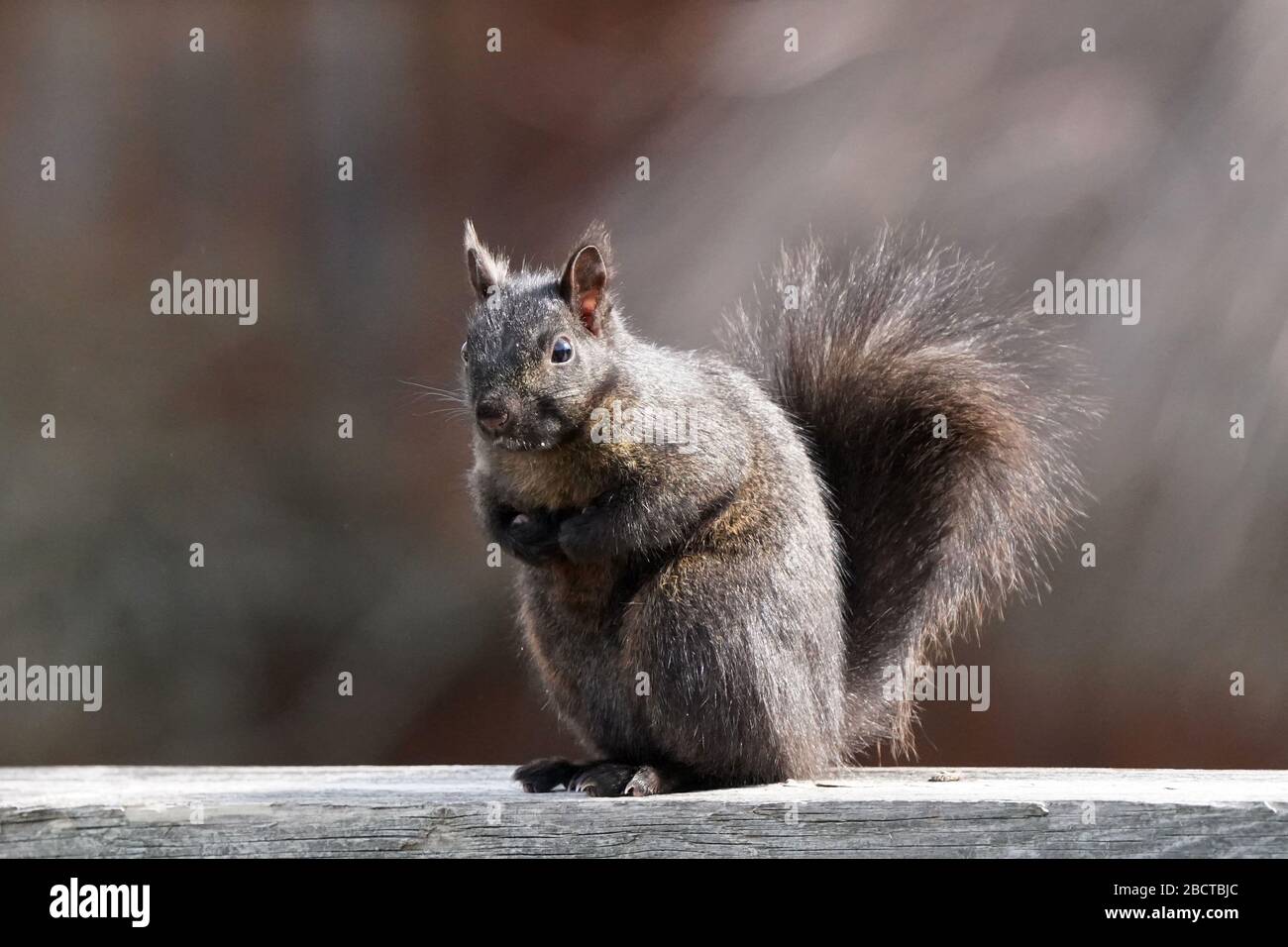 Black and grey squirrels Stock Photo