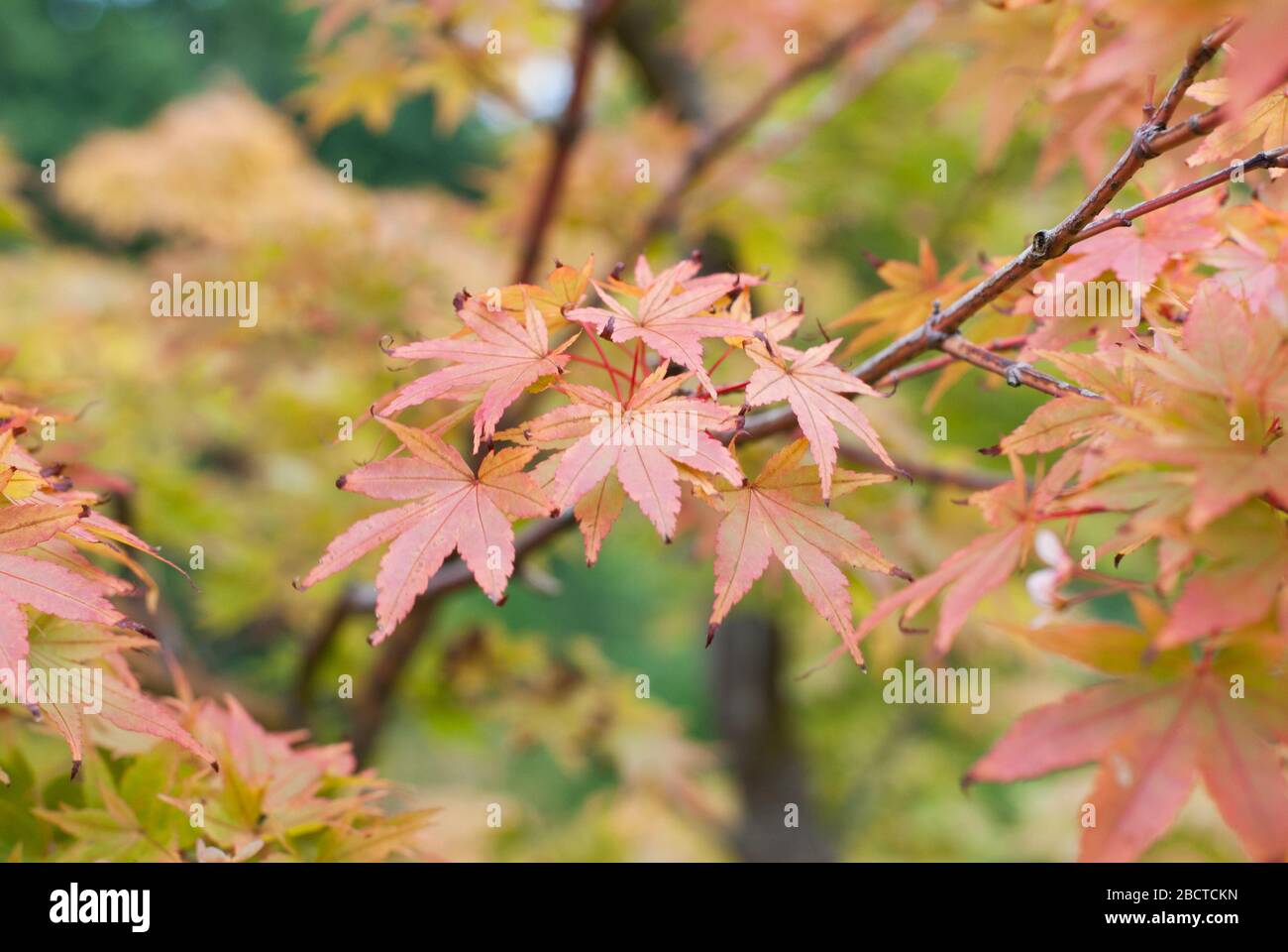 Acer palmatum momiji hi-res stock photography and images - Alamy