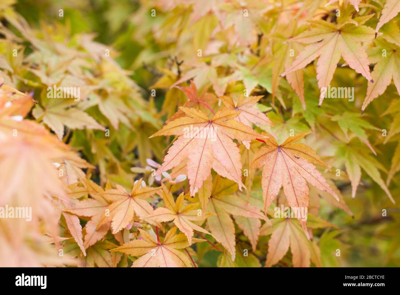 Japanese maple acer palmatum momiji hi-res stock photography and images ...