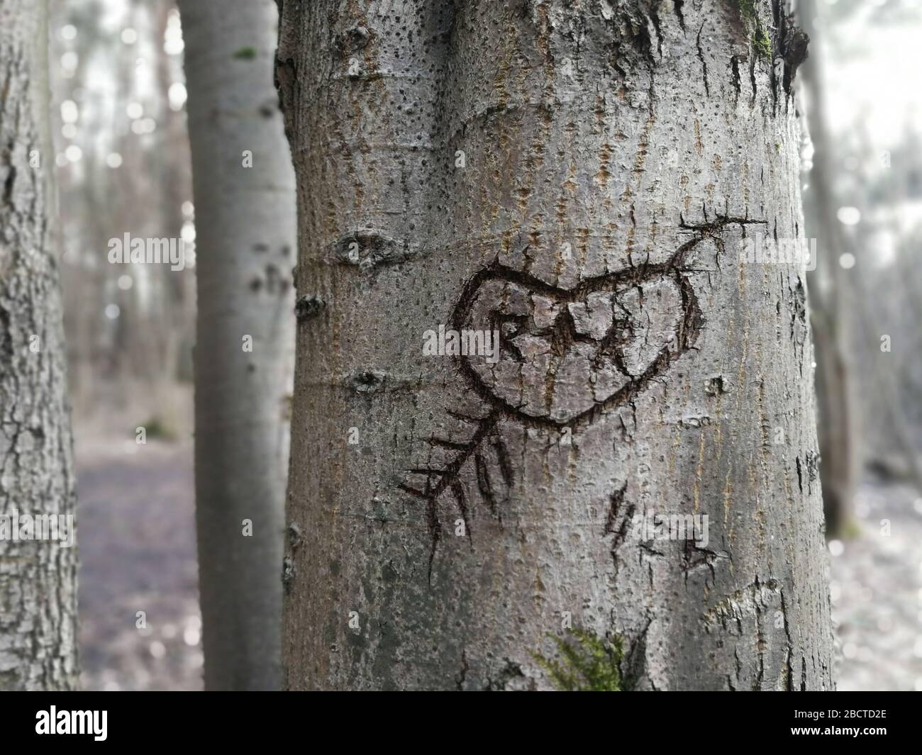 Heart shape with arrow engraved long time ago in the tree bark Stock Photo