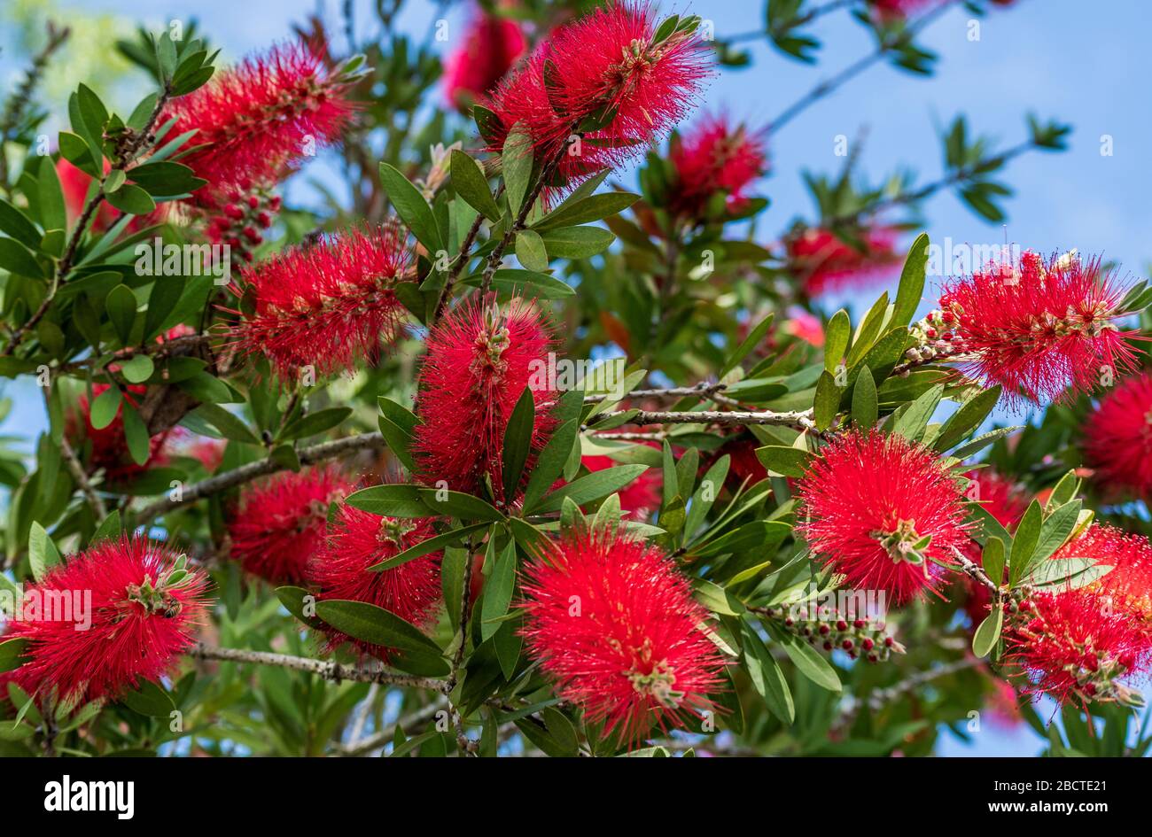 Grow a Crimson Bottlebrush Shrub for Pollinators - Birds and Blooms