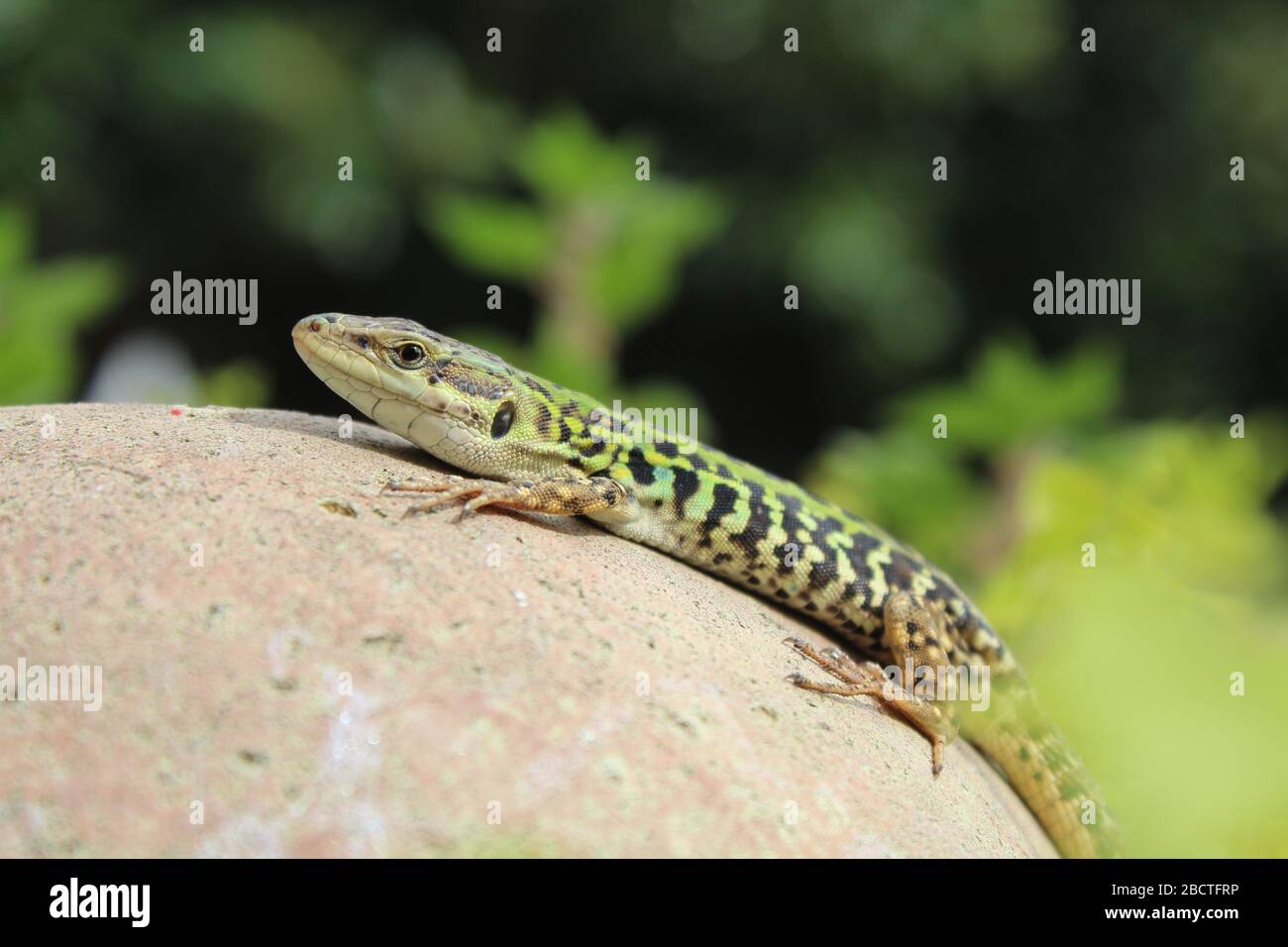 Italian wall lizard rests on a Roman vase Stock Photo