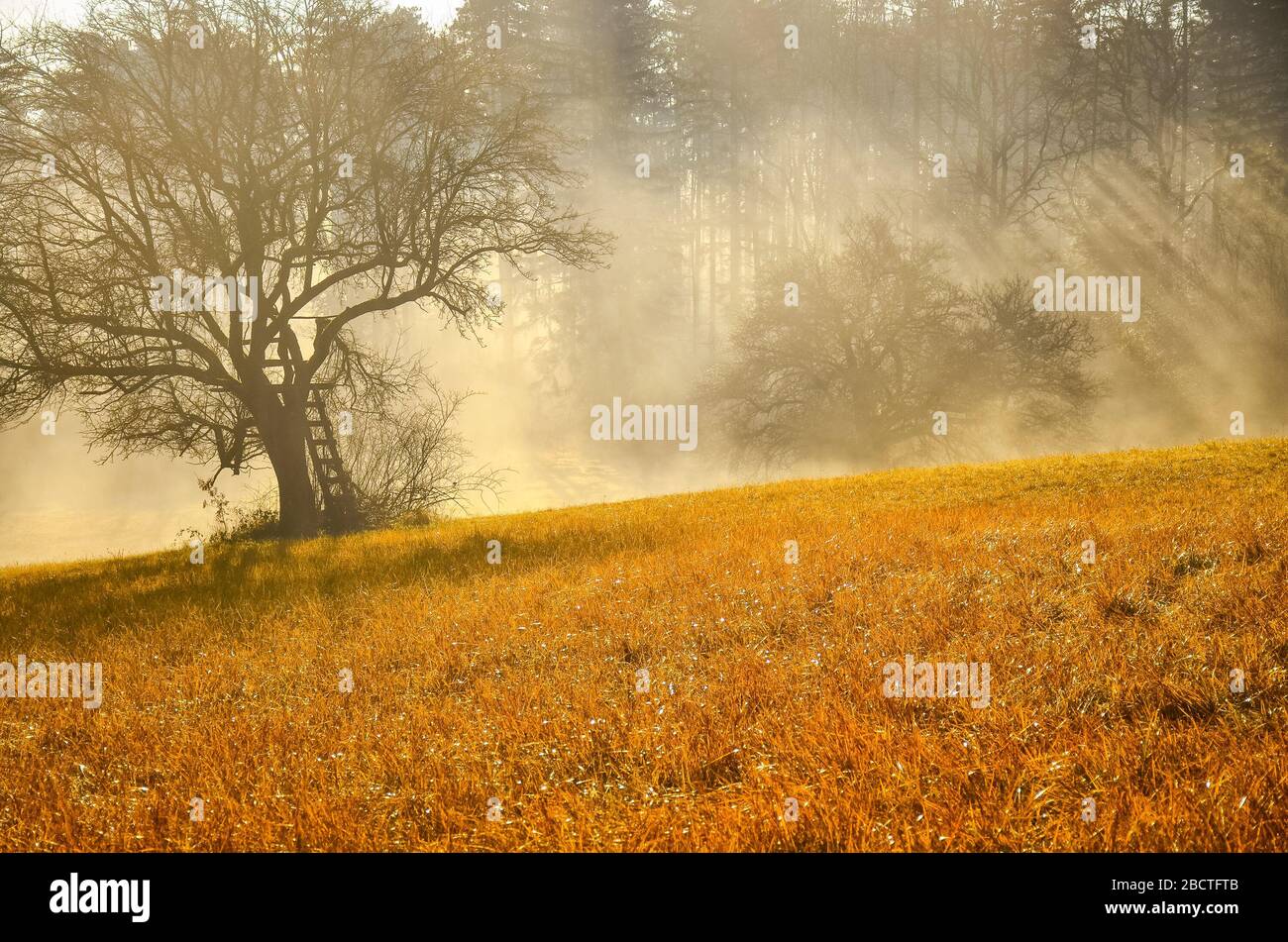 Autumn orange morning landscape, beautiful colors Stock Photo - Alamy