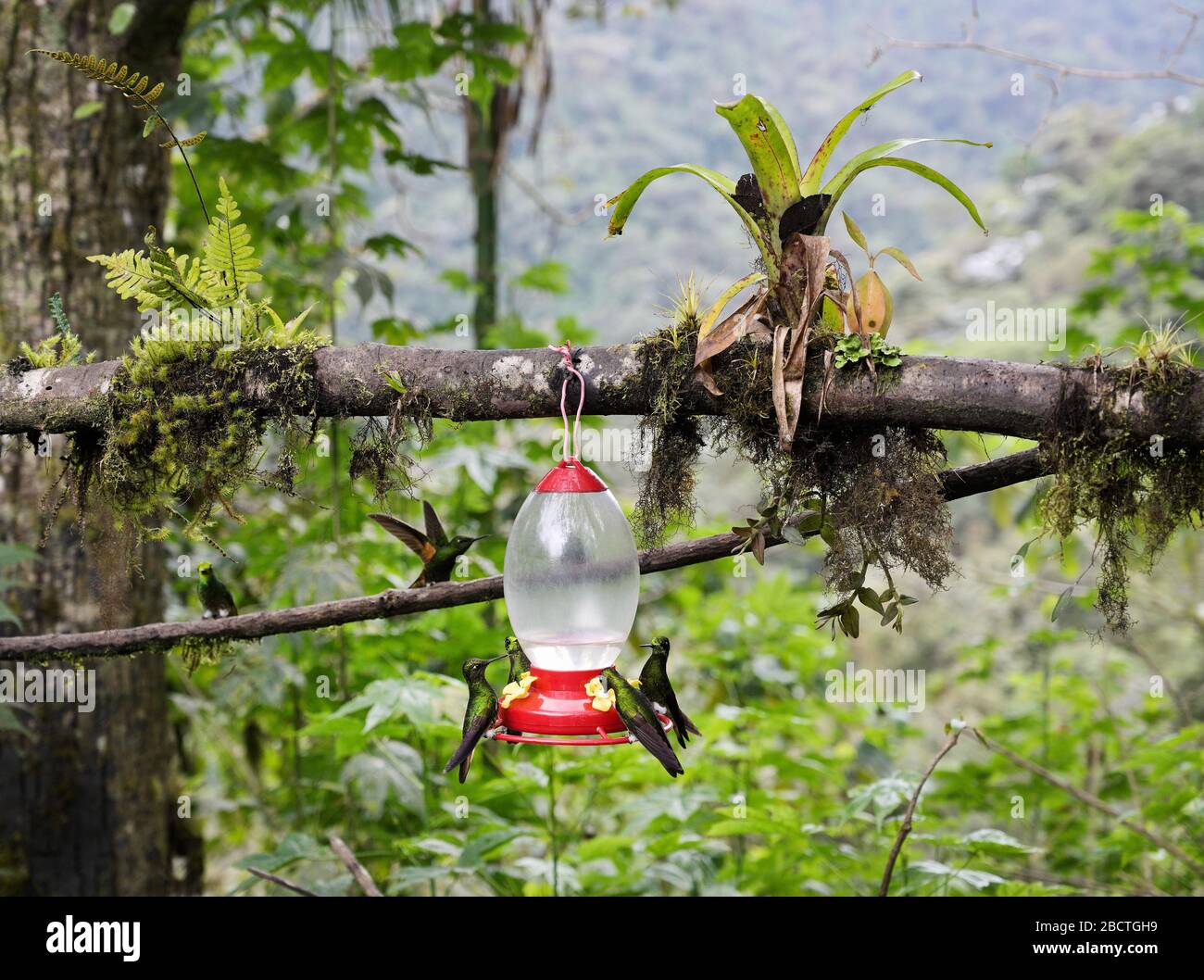 Hummingbird feeder cloud forest Ecuador Highlands, Bella Vista Stock Photo