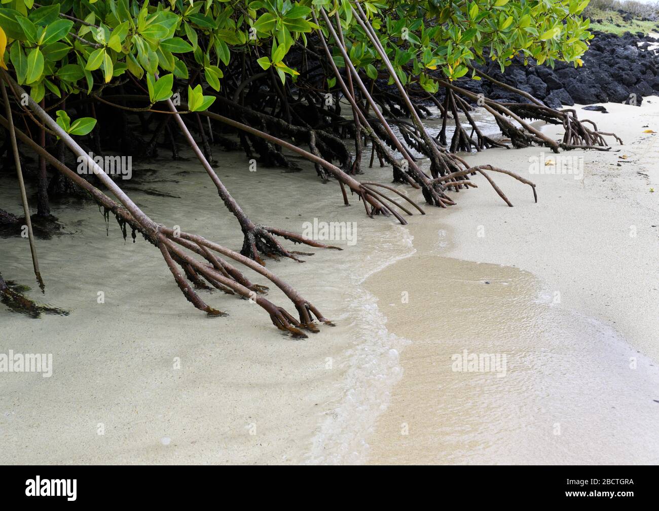 Prop Roots Rizophora Prop roots hi-res stock photography and images - Alamy