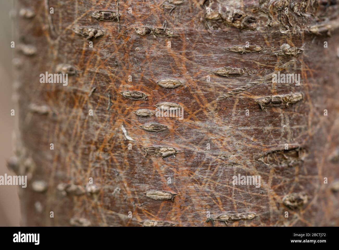 Closeup of Cherry Bark in Springtime Stock Photo