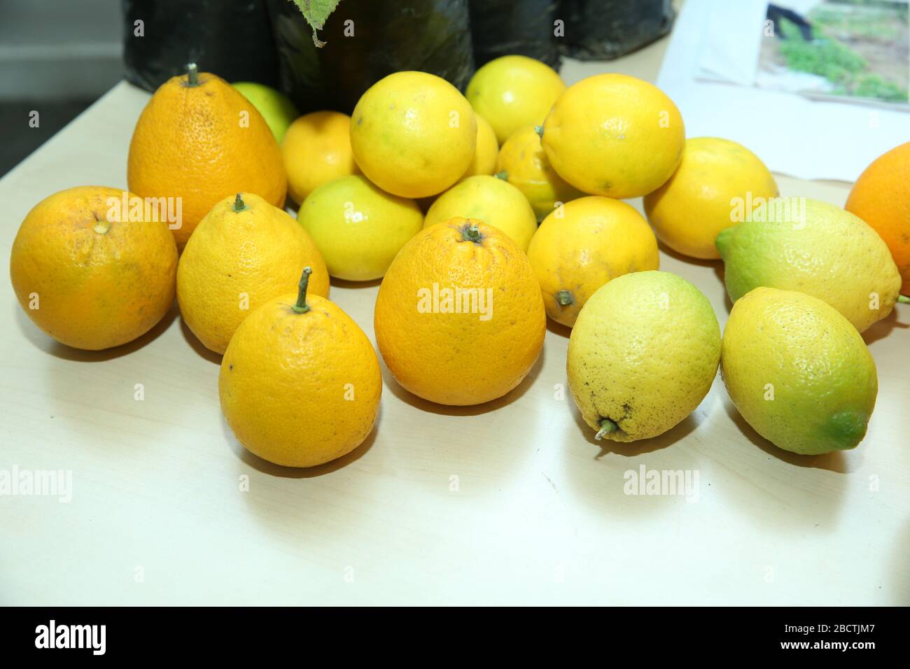Lemon isolated on white background . Ripe yellow lemons on white ...
