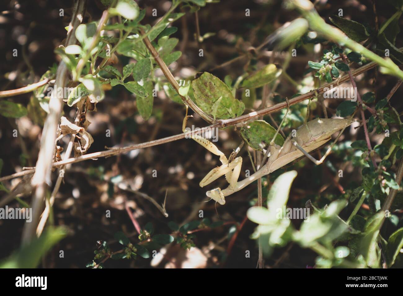 Praying Mantis in Garden Stock Photo Alamy