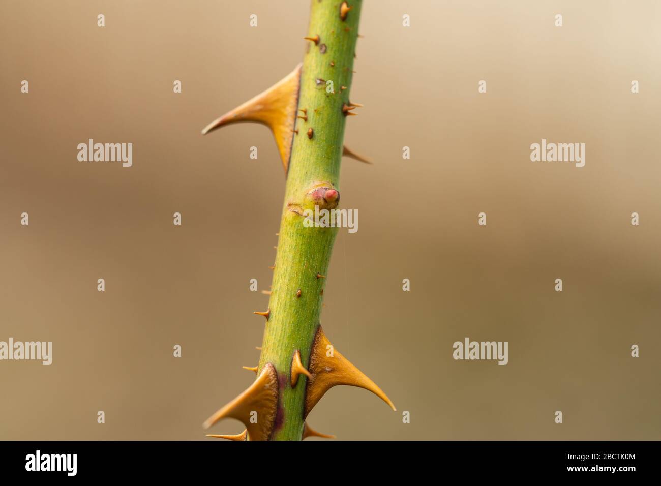 Rose Leaf Bud and Thorns in Springtime Stock Photo