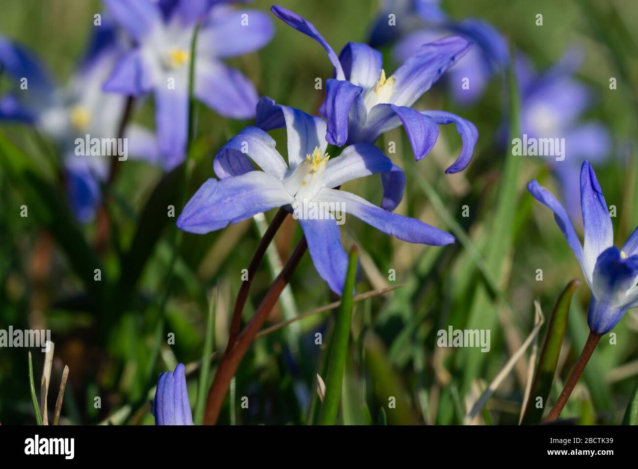 Glory of the Snow Flowers in Springtime Stock Photo