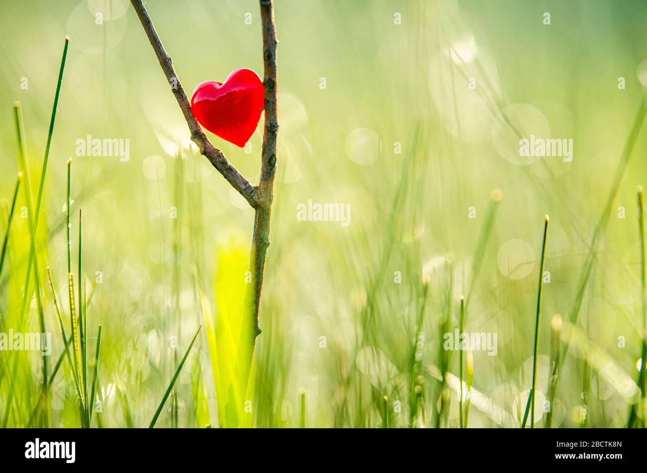 Red heart in nature with wonderful morning drops background and beautiful light. Original wallpaper or postcard for wedding or valentine day, with spa Stock Photo - Alamy Red heart in nature with wonderful morning drops background and beautiful light. Original wallpaper or postcard for wedding or valentine day, with spa Stock Photo - Alamy