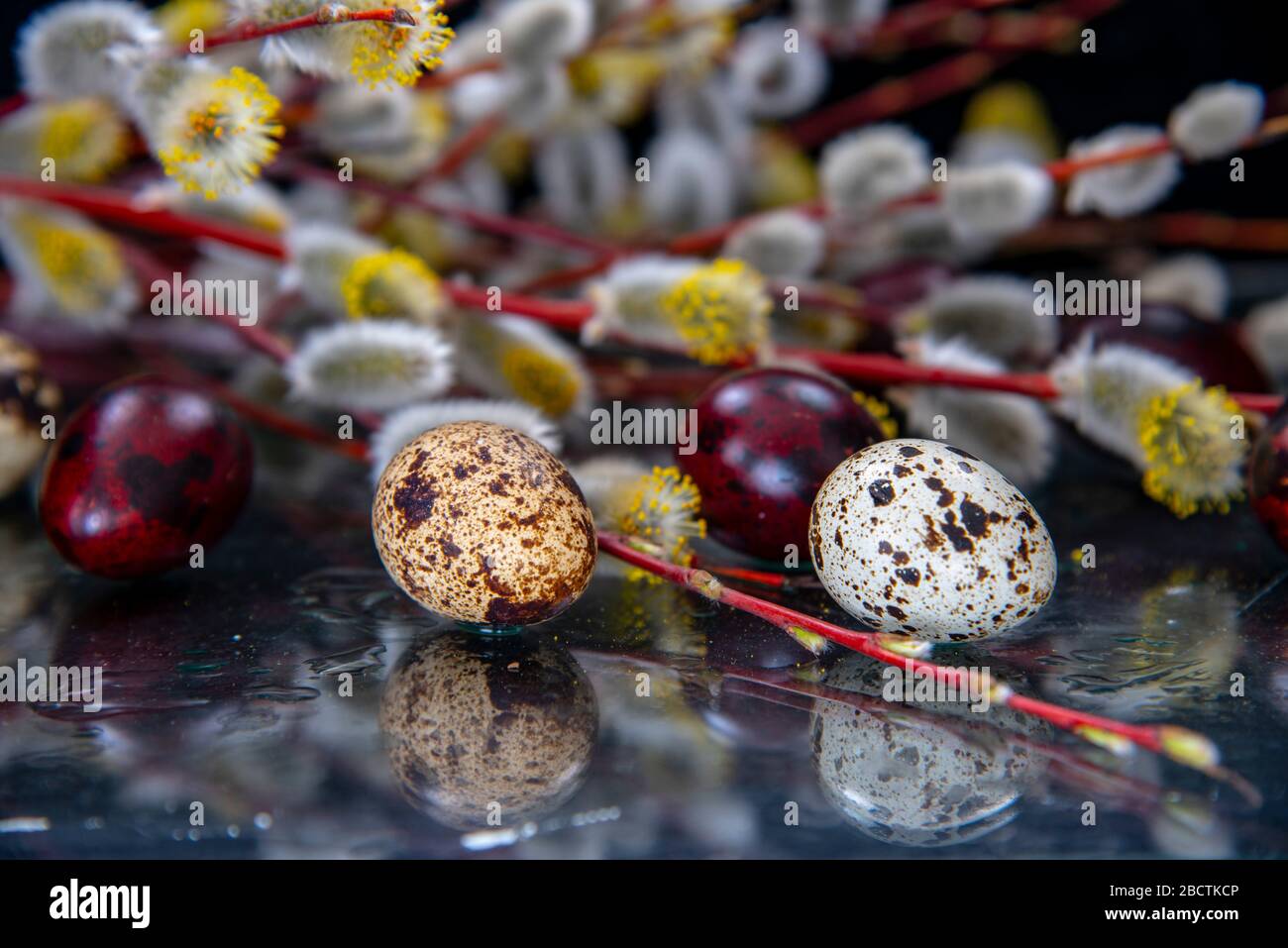 Easter composition of willow branches and colored eggs reflected in the ...
