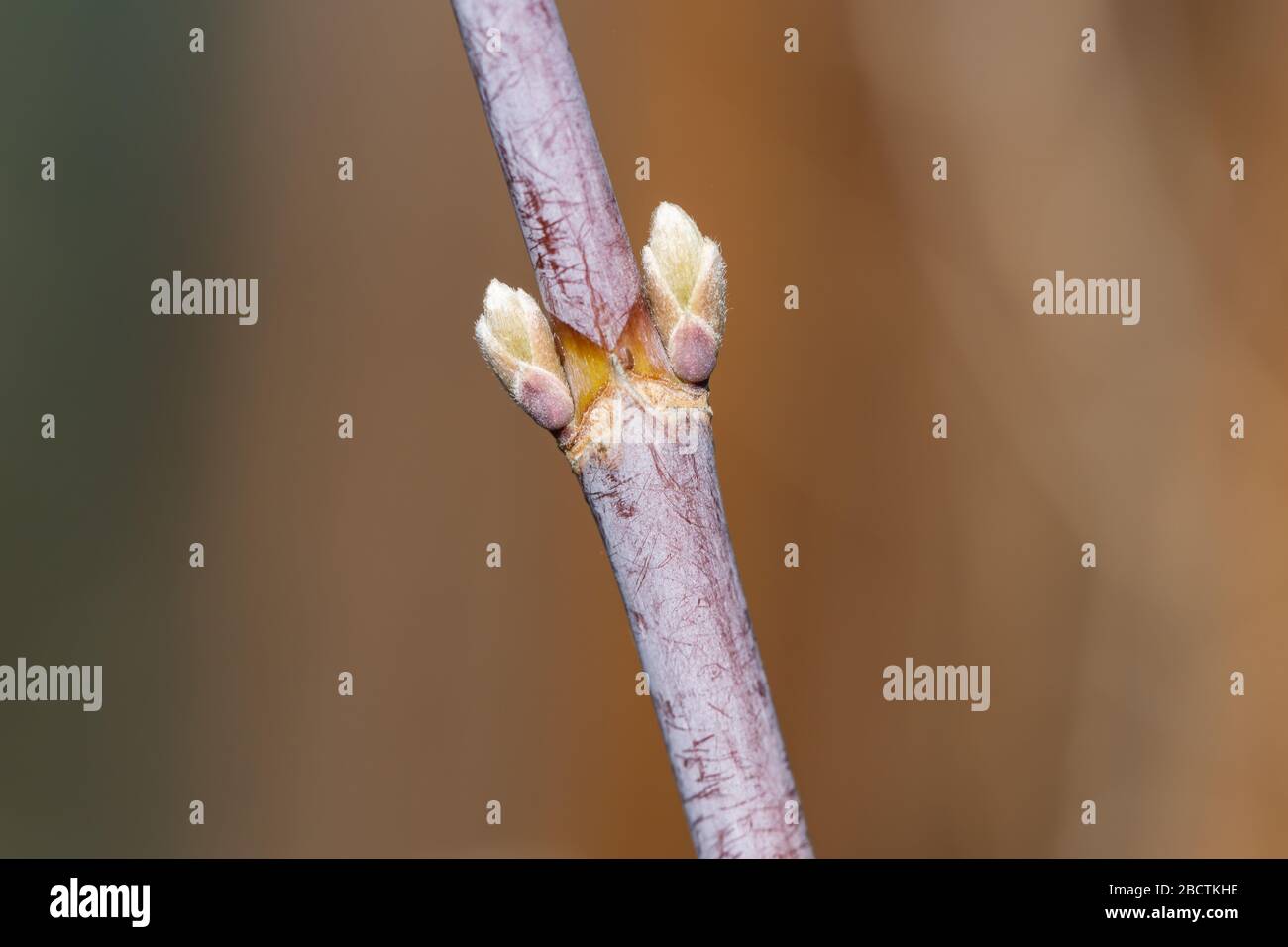 Box Elder Maple Buds in Springtime Stock Photo Alamy